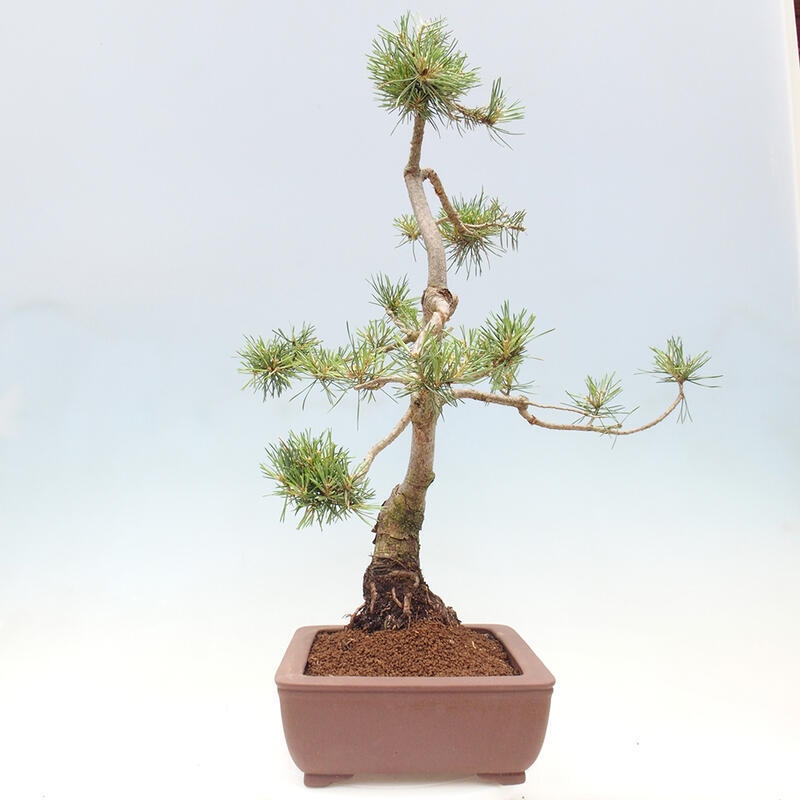 Bonsai im Freien - Pinus Sylvestris - Waldkiefer