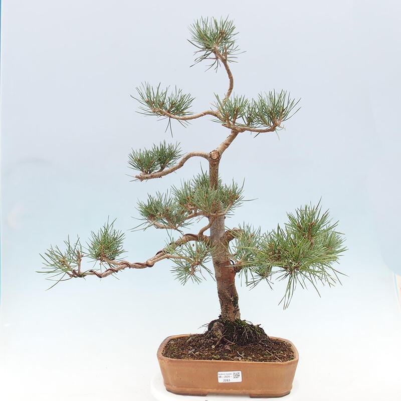 Bonsai im Freien - Pinus Sylvestris - Waldkiefer