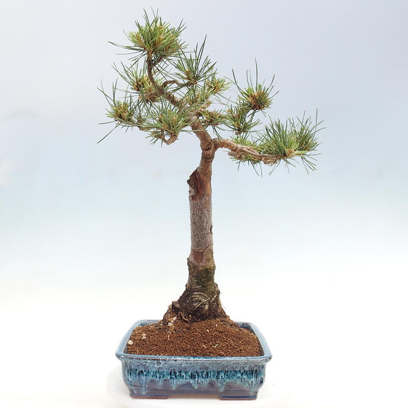 Bonsai im Freien - Pinus Sylvestris - Waldkiefer