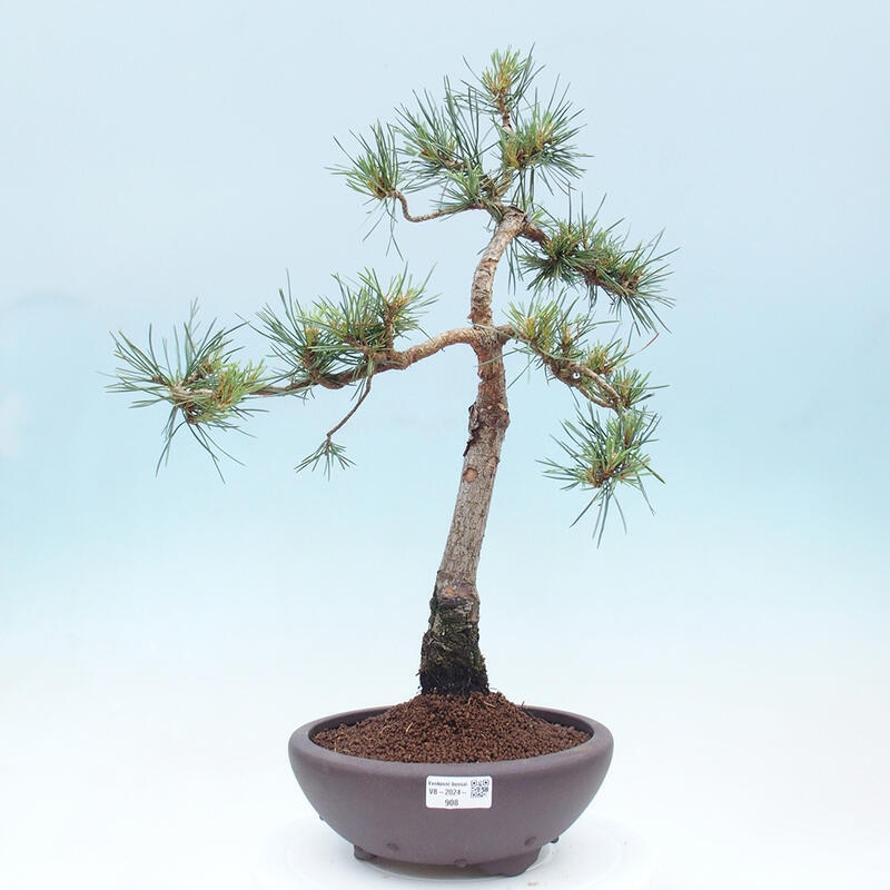 Bonsai im Freien - Pinus Sylvestris - Waldkiefer