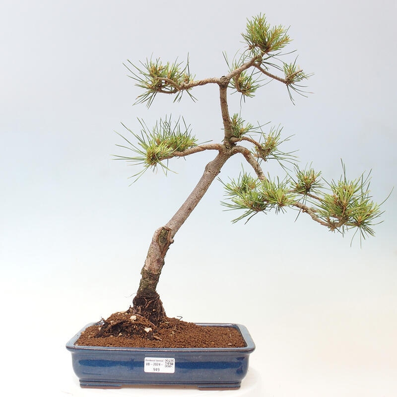 Bonsai im Freien - Pinus Sylvestris - Waldkiefer