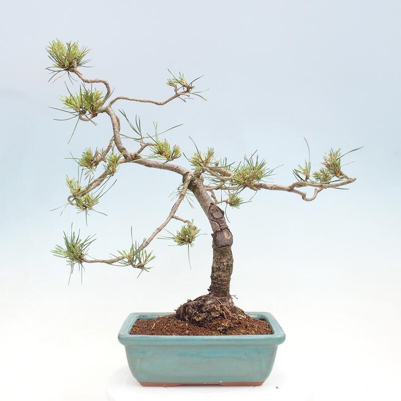 Bonsai im Freien - Pinus Sylvestris - Waldkiefer