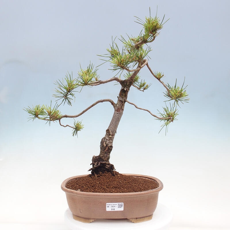 Bonsai im Freien - Pinus Sylvestris - Waldkiefer