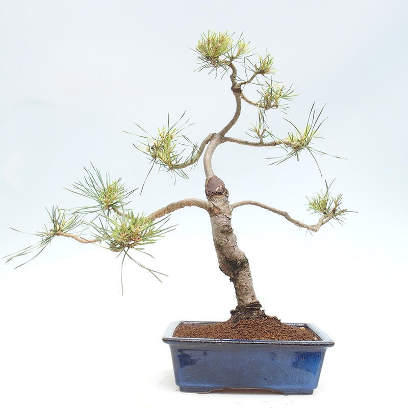 Bonsai im Freien - Pinus Sylvestris - Waldkiefer