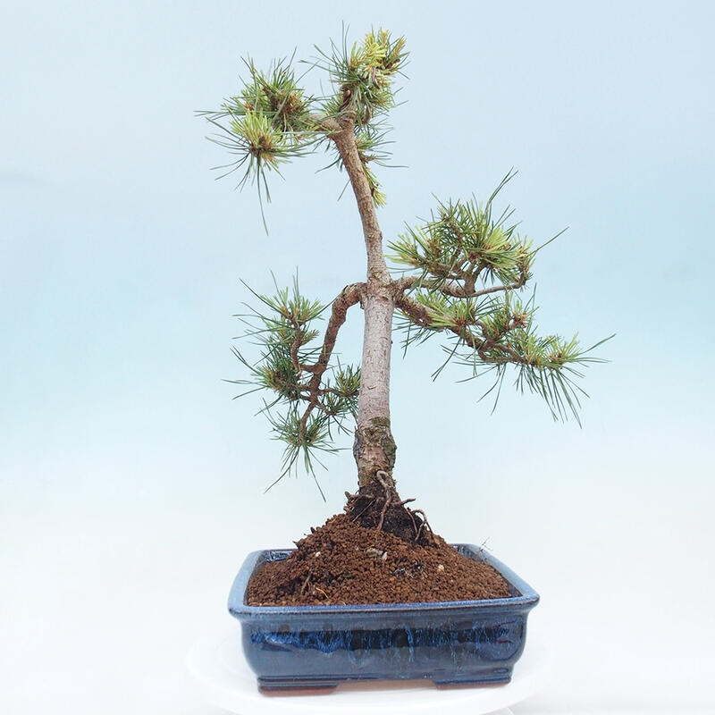 Bonsai im Freien - Pinus Sylvestris - Waldkiefer