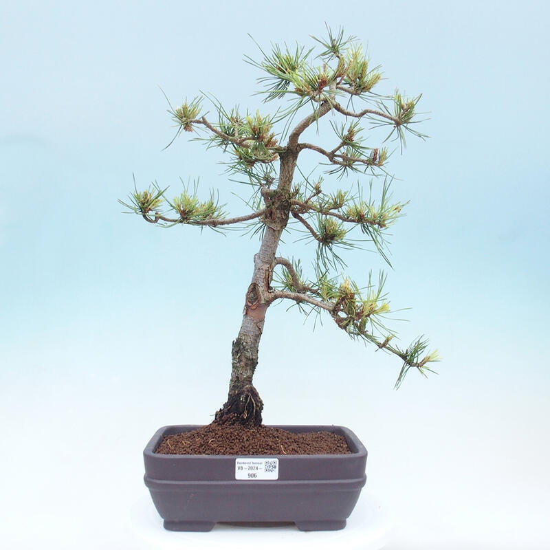 Bonsai im Freien - Pinus Sylvestris - Waldkiefer