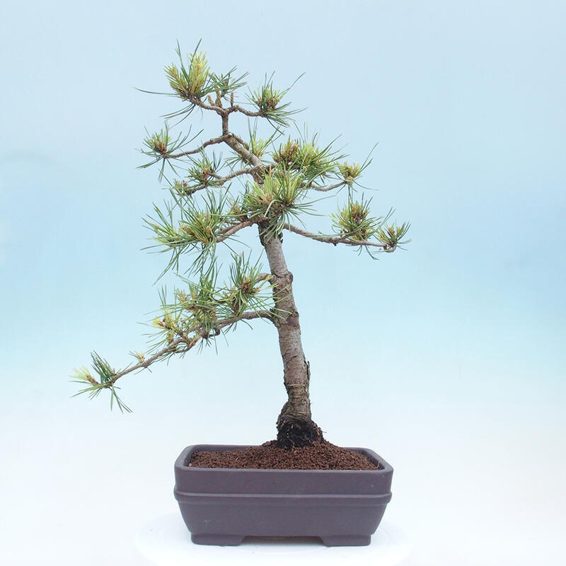 Bonsai im Freien - Pinus Sylvestris - Waldkiefer