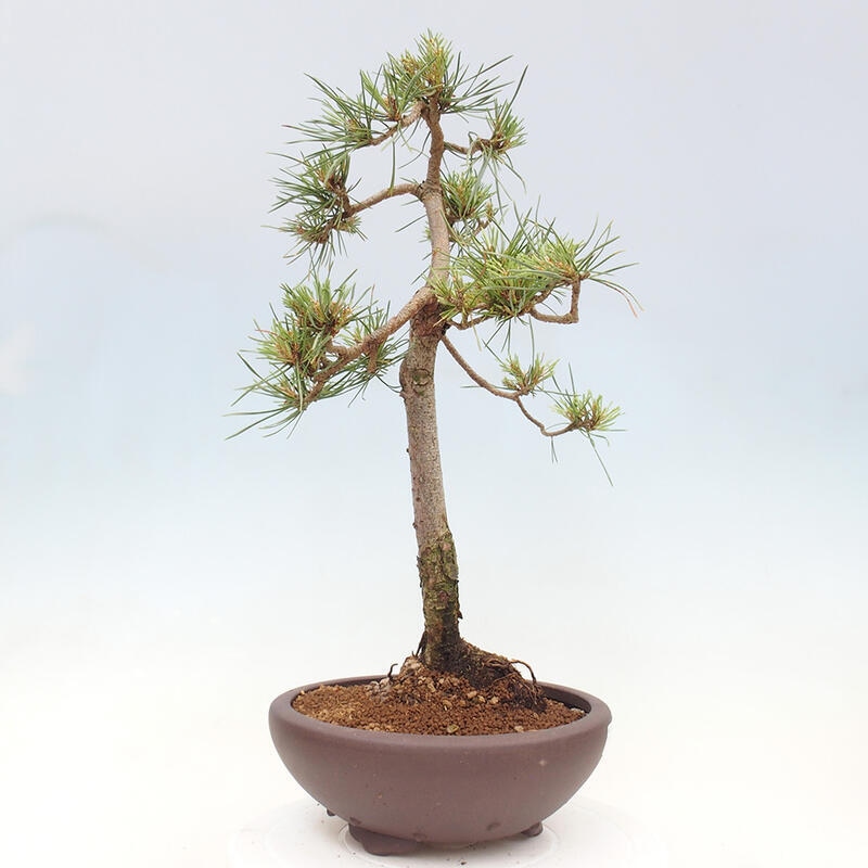 Bonsai im Freien - Pinus Sylvestris - Waldkiefer