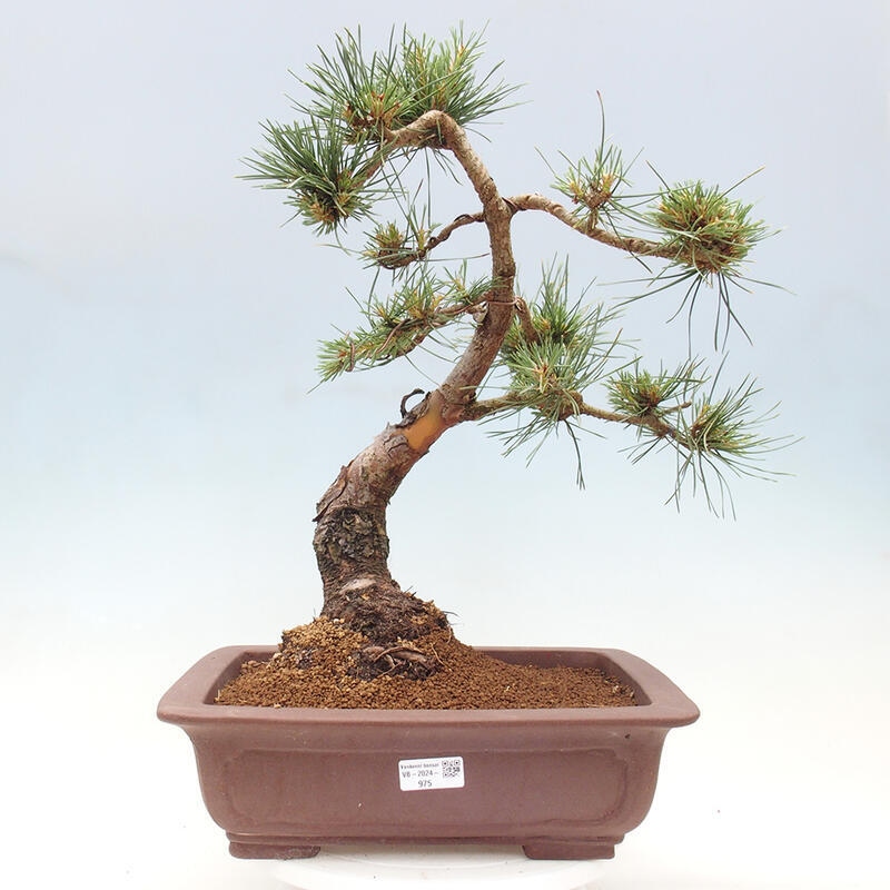 Bonsai im Freien - Pinus Sylvestris - Waldkiefer