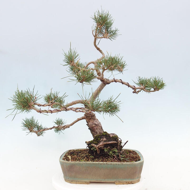 Bonsai im Freien - Pinus Sylvestris - Waldkiefer