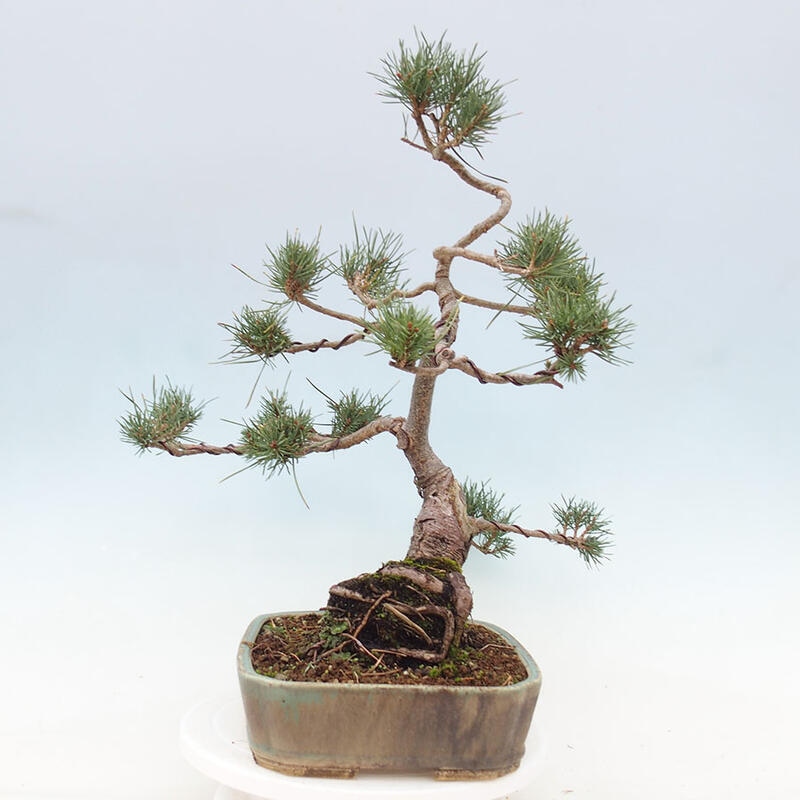 Bonsai im Freien - Pinus Sylvestris - Waldkiefer