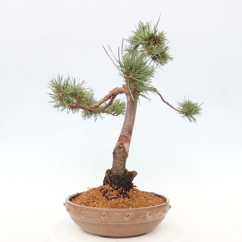 Bonsai im Freien - Pinus Sylvestris - Waldkiefer