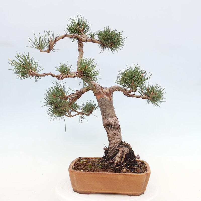 Bonsai im Freien - Pinus Sylvestris - Waldkiefer