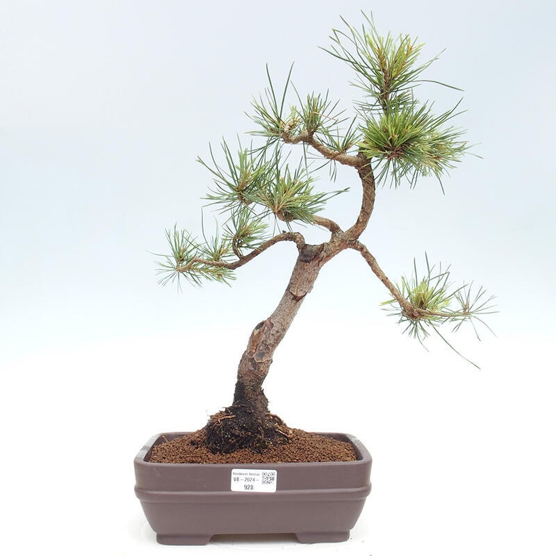 Bonsai im Freien - Pinus Sylvestris - Waldkiefer