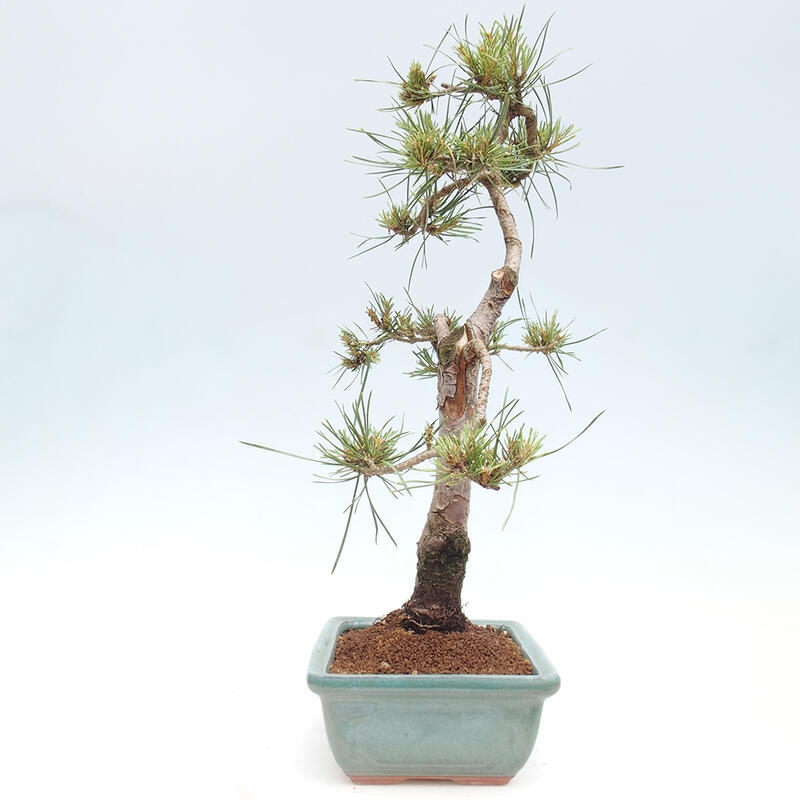 Bonsai im Freien - Pinus Sylvestris - Waldkiefer