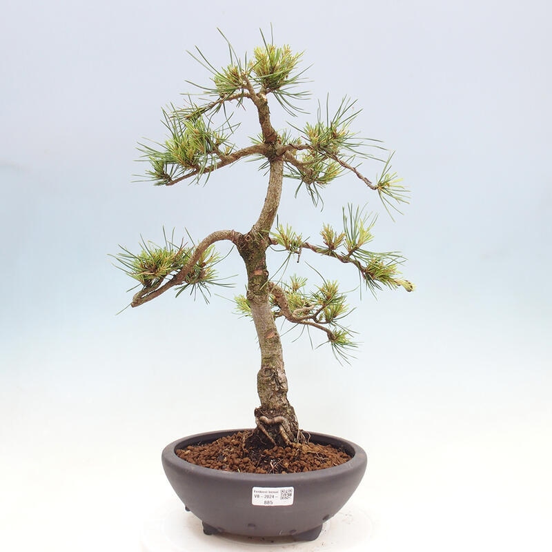 Bonsai im Freien - Pinus Sylvestris - Waldkiefer