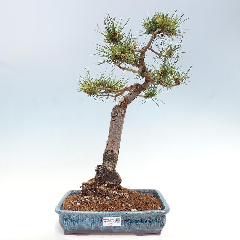 Bonsai im Freien - Pinus Sylvestris - Waldkiefer