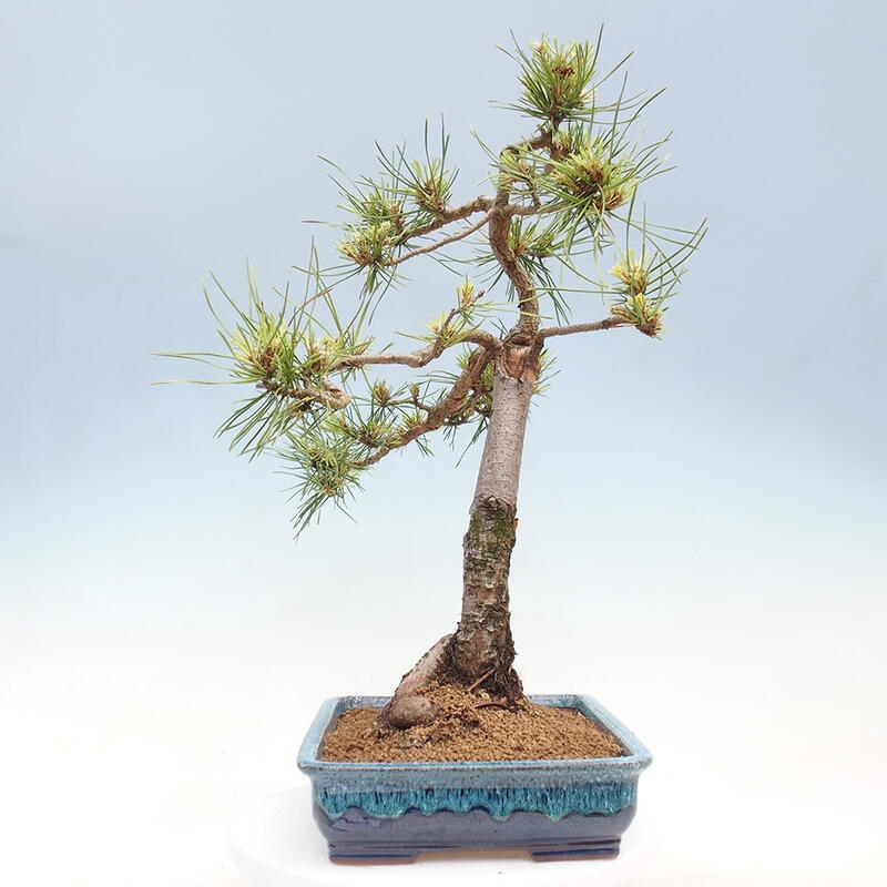 Bonsai im Freien - Pinus Sylvestris - Waldkiefer