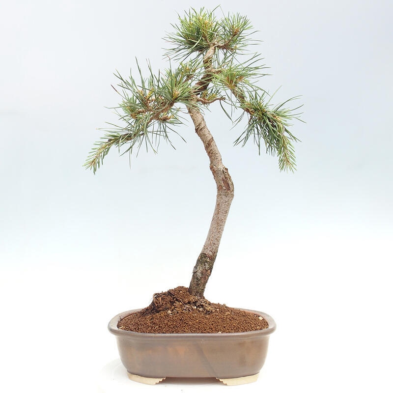 Bonsai im Freien - Pinus Sylvestris - Waldkiefer