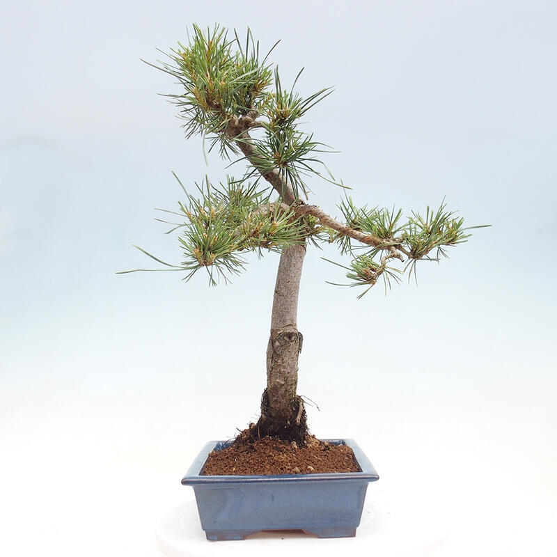 Bonsai im Freien - Pinus Sylvestris - Waldkiefer