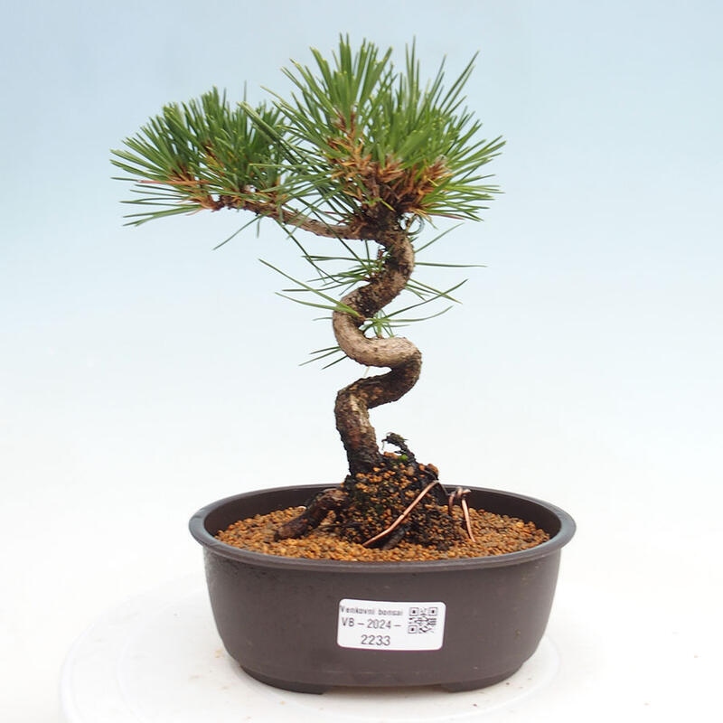 Bonsai im Freien - Pinus thunbergii - Thunbergia-Kiefer