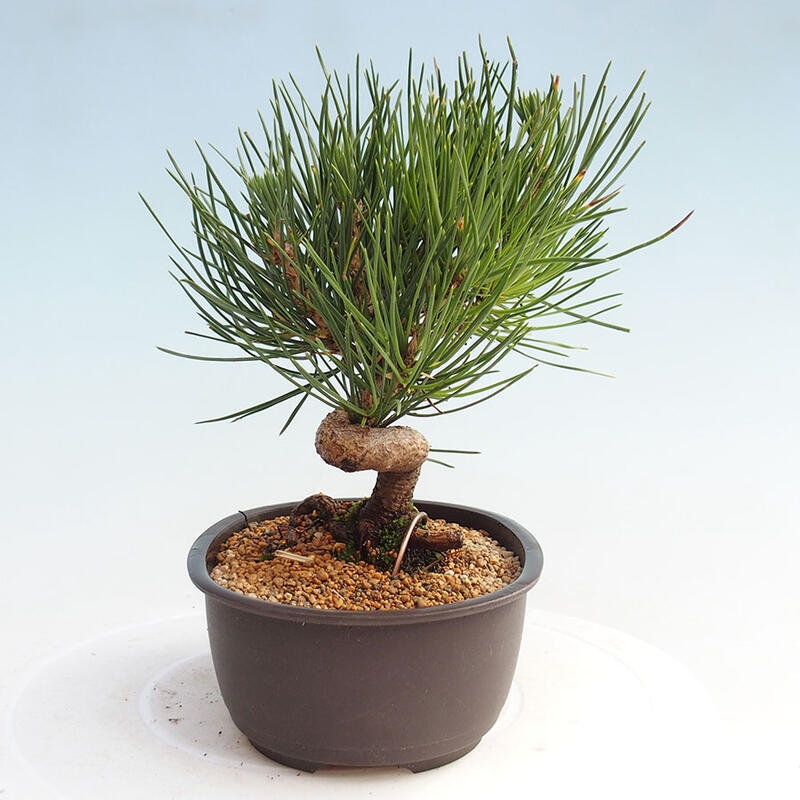 Bonsai im Freien - Pinus thunbergii - Thunbergia-Kiefer