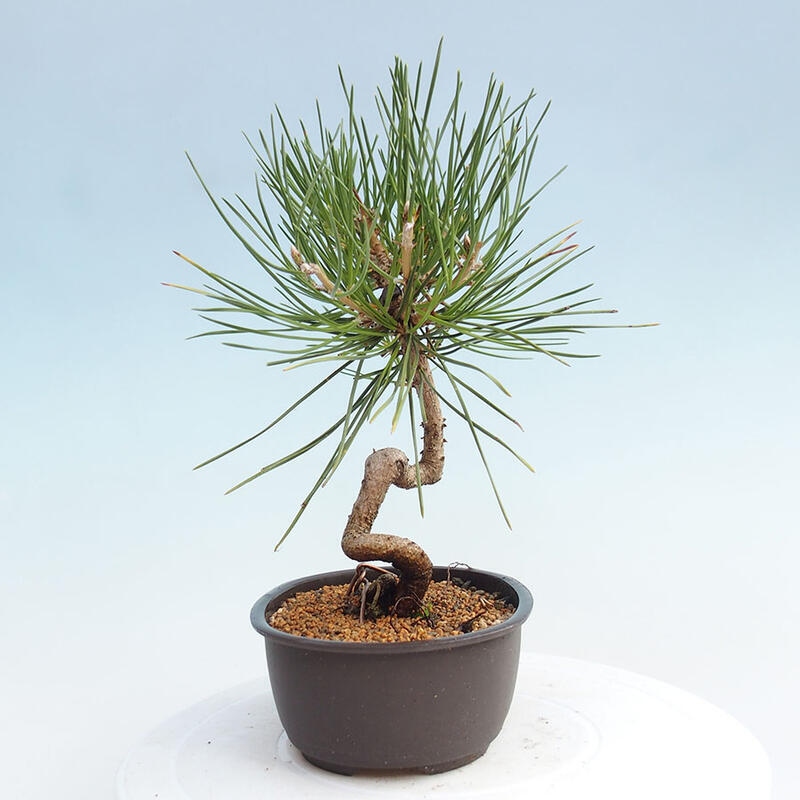 Bonsai im Freien - Pinus thunbergii - Thunbergia-Kiefer