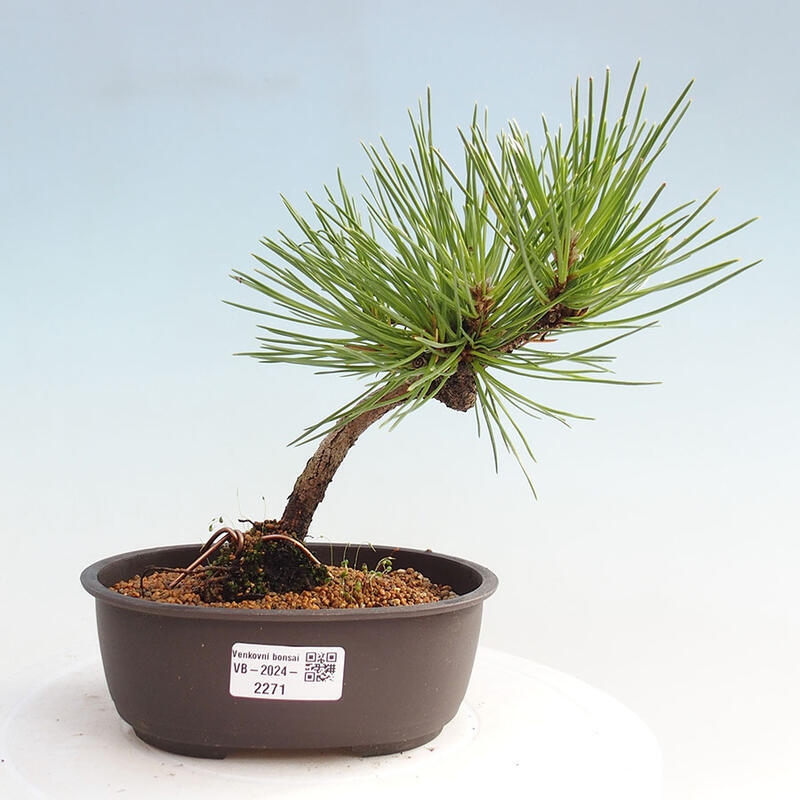 Bonsai im Freien - Pinus thunbergii - Thunbergia-Kiefer