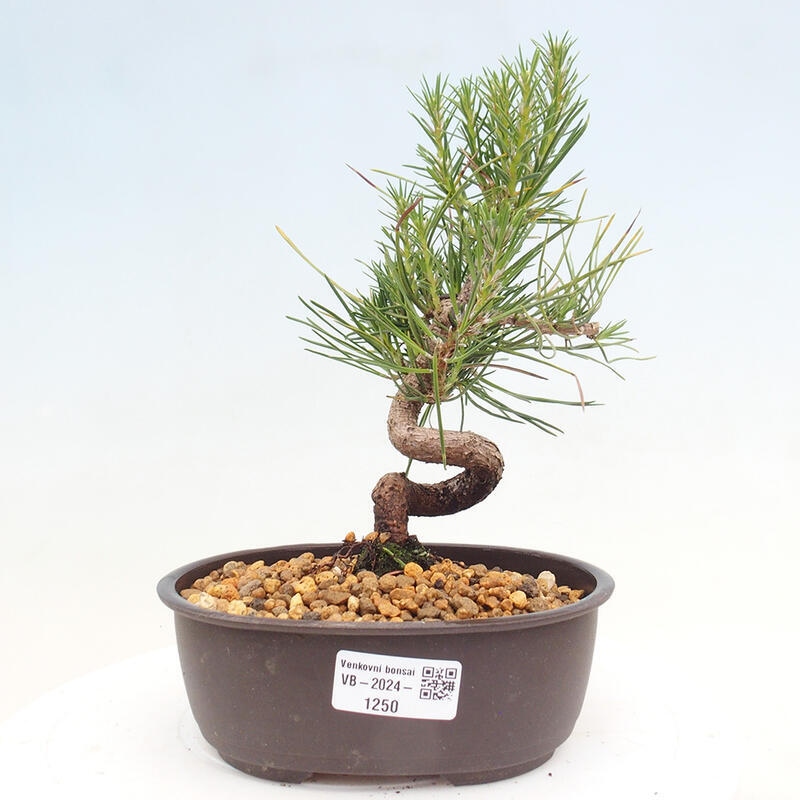 Bonsai im Freien - Pinus thunbergii - Thunbergia-Kiefer