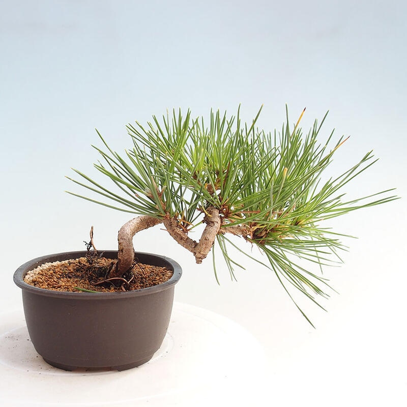 Bonsai im Freien - Pinus thunbergii - Thunbergia-Kiefer