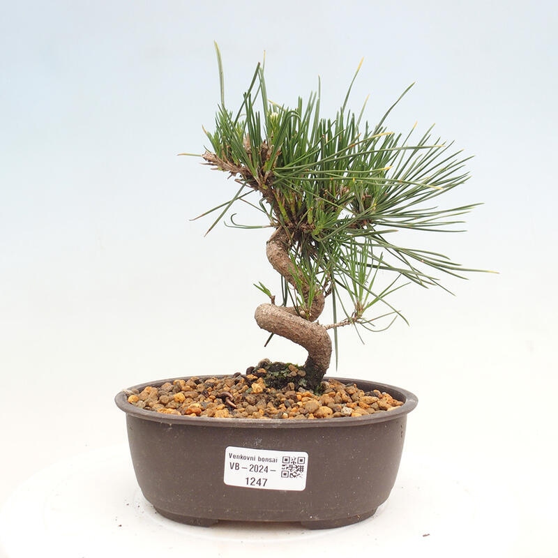 Bonsai im Freien - Pinus thunbergii - Thunbergia-Kiefer