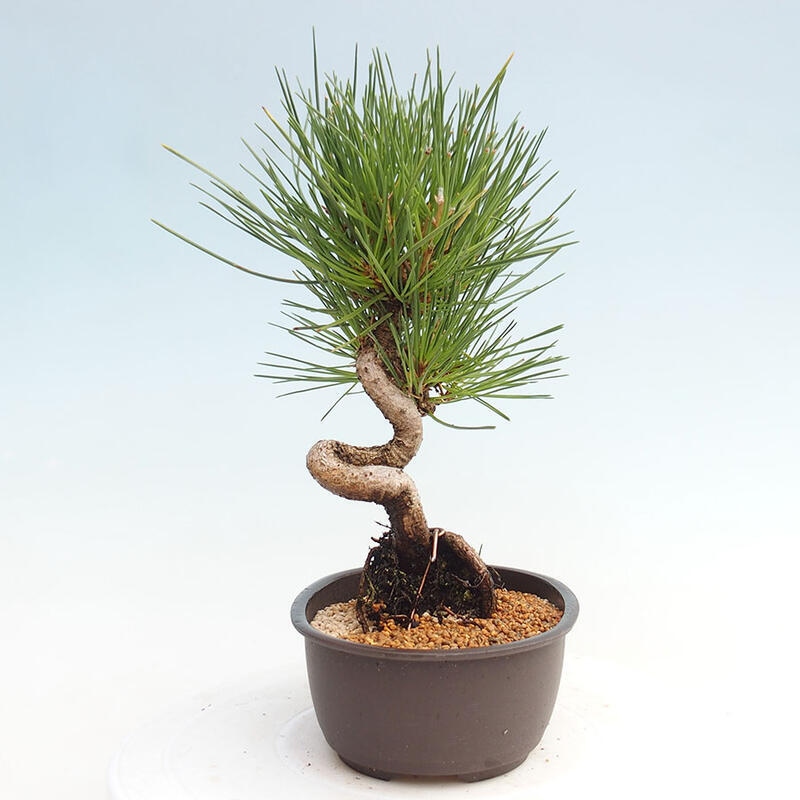 Bonsai im Freien - Pinus thunbergii - Thunbergia-Kiefer