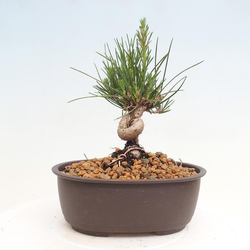 Bonsai im Freien - Pinus thunbergii - Thunbergia-Kiefer