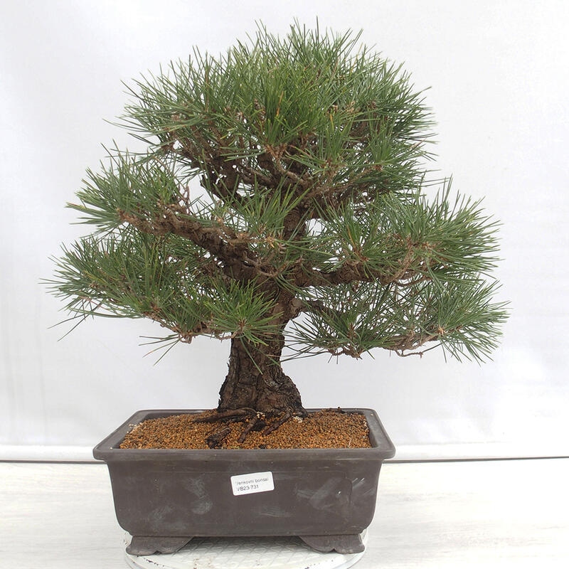 Outdoor-Bonsai - Pinus thunbergii - Thunbergkiefer