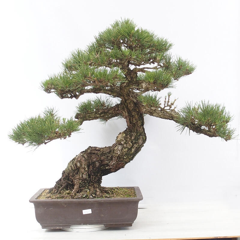 Outdoor-Bonsai - Pinus thunbergii - Thunbergkiefer