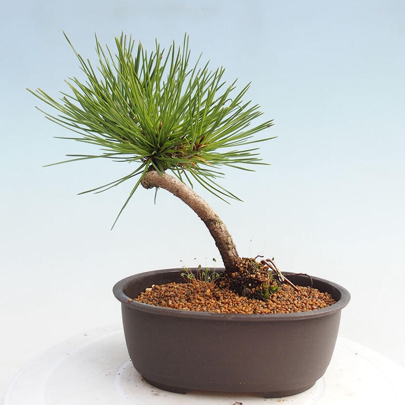 Bonsai im Freien - Pinus thunbergii - Thunbergia-Kiefer