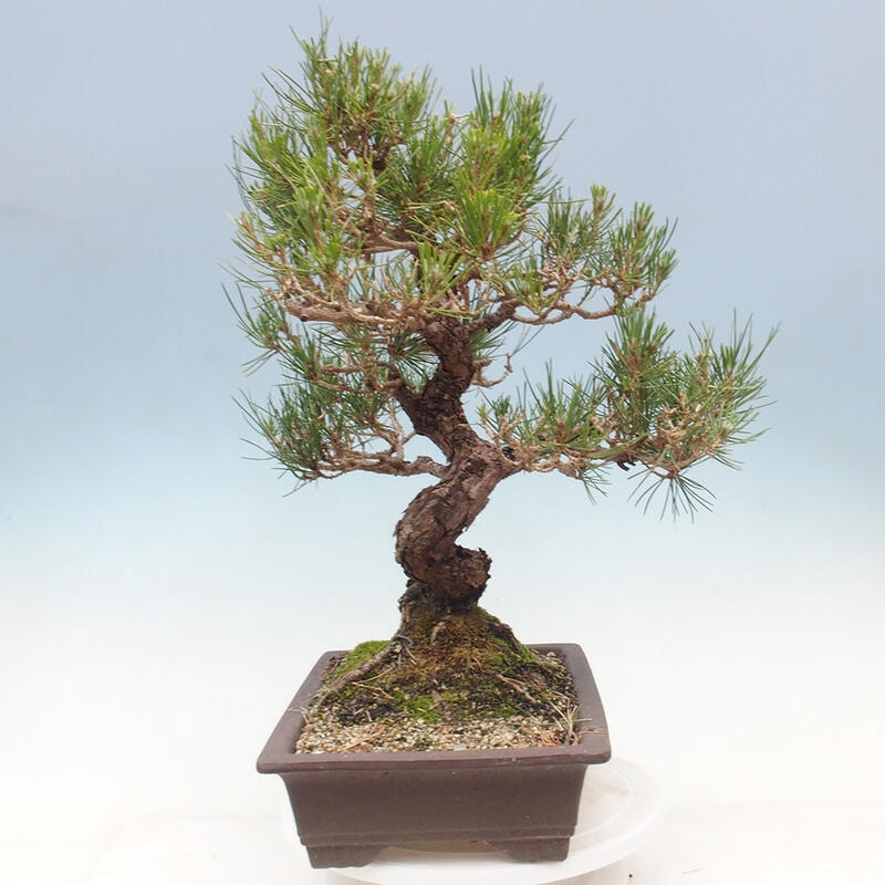 Bonsai im Freien - Pinus thunbergii - Thunbergia-Kiefer