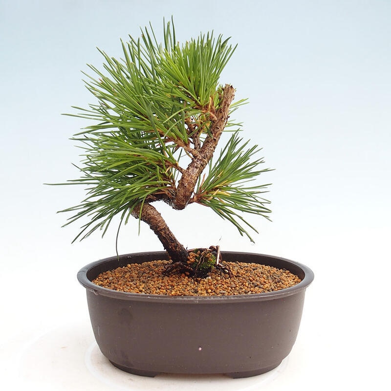 Bonsai im Freien - Pinus thunbergii - Thunbergia-Kiefer