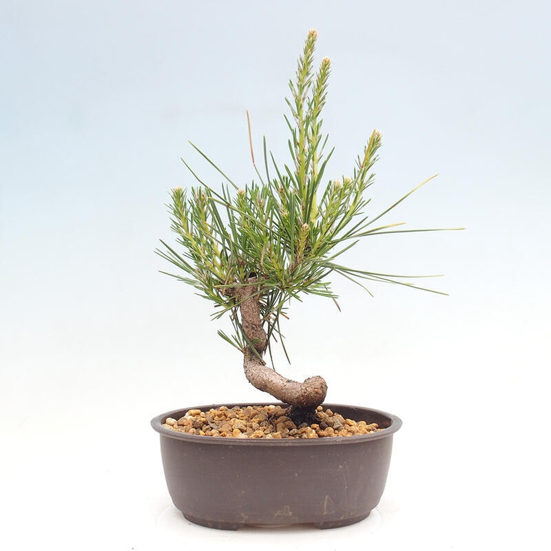 Bonsai im Freien - Pinus thunbergii - Thunbergia-Kiefer