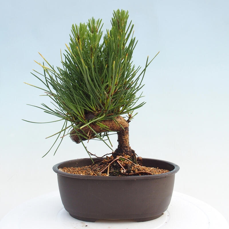 Bonsai im Freien - Pinus thunbergii - Thunbergia-Kiefer