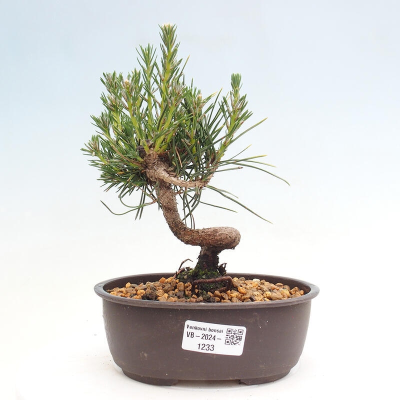 Bonsai im Freien - Pinus thunbergii - Thunbergia-Kiefer