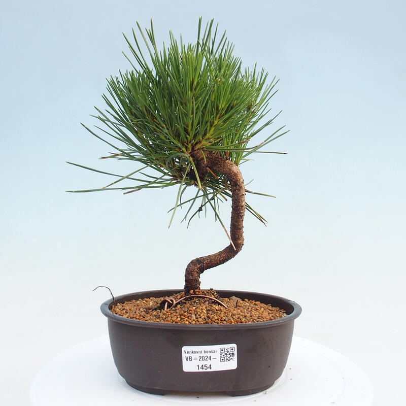 Bonsai im Freien - Pinus thunbergii - Thunbergia-Kiefer