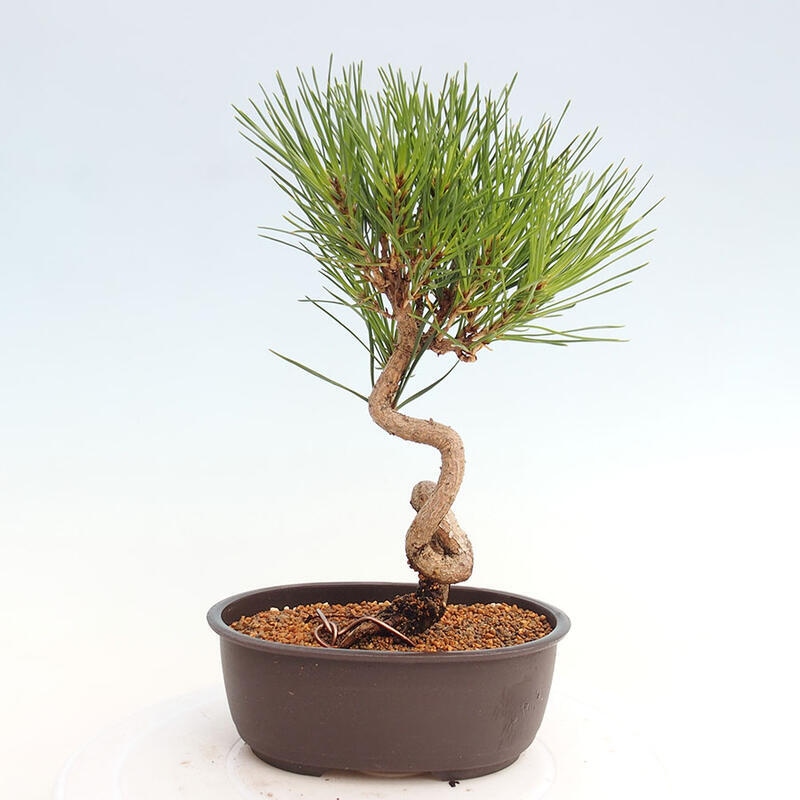 Bonsai im Freien - Pinus thunbergii - Thunbergia-Kiefer