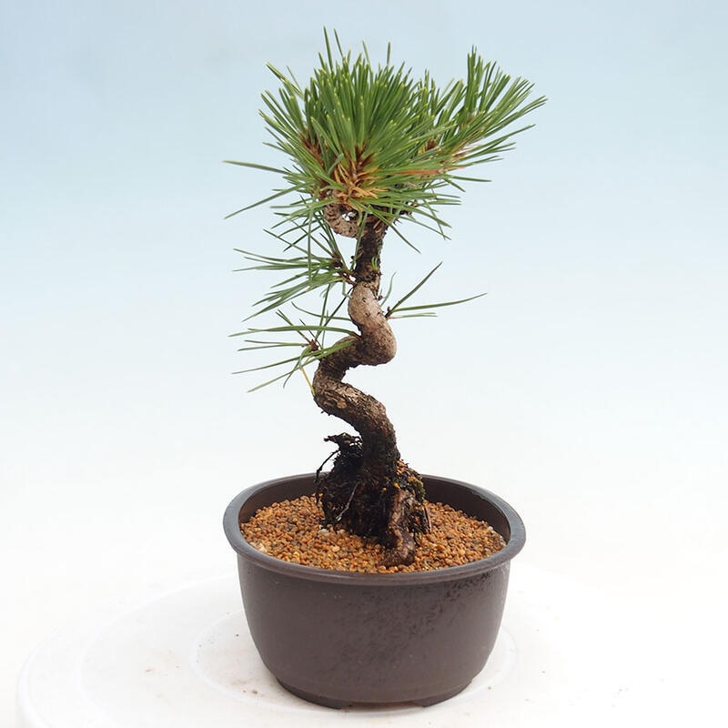 Bonsai im Freien - Pinus thunbergii - Thunbergia-Kiefer