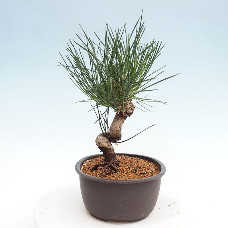 Bonsai im Freien - Pinus thunbergii - Thunbergia-Kiefer