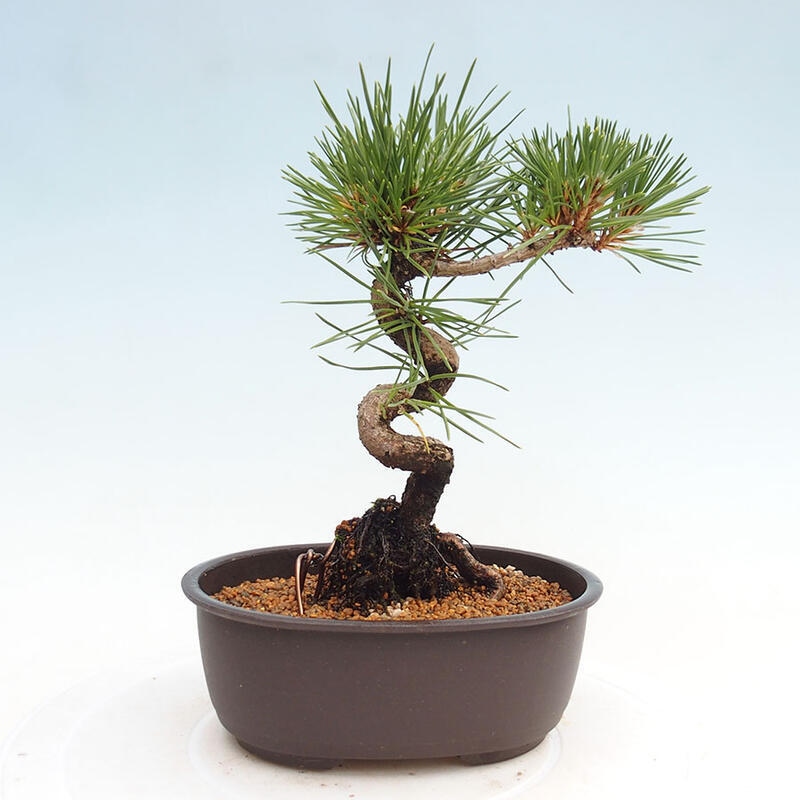 Bonsai im Freien - Pinus thunbergii - Thunbergia-Kiefer