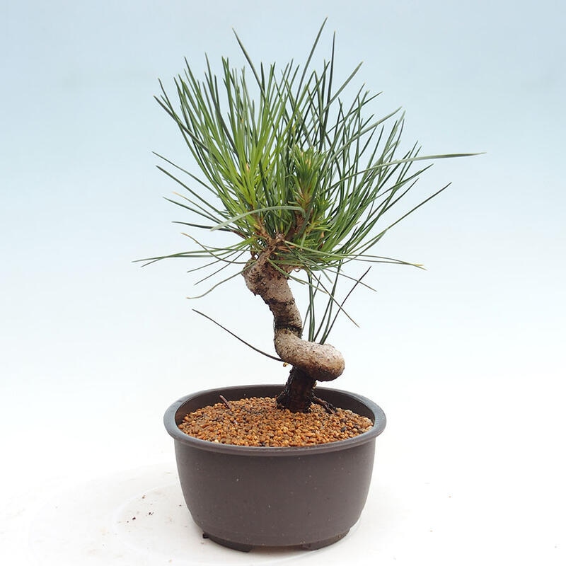 Bonsai im Freien - Pinus thunbergii - Thunbergia-Kiefer