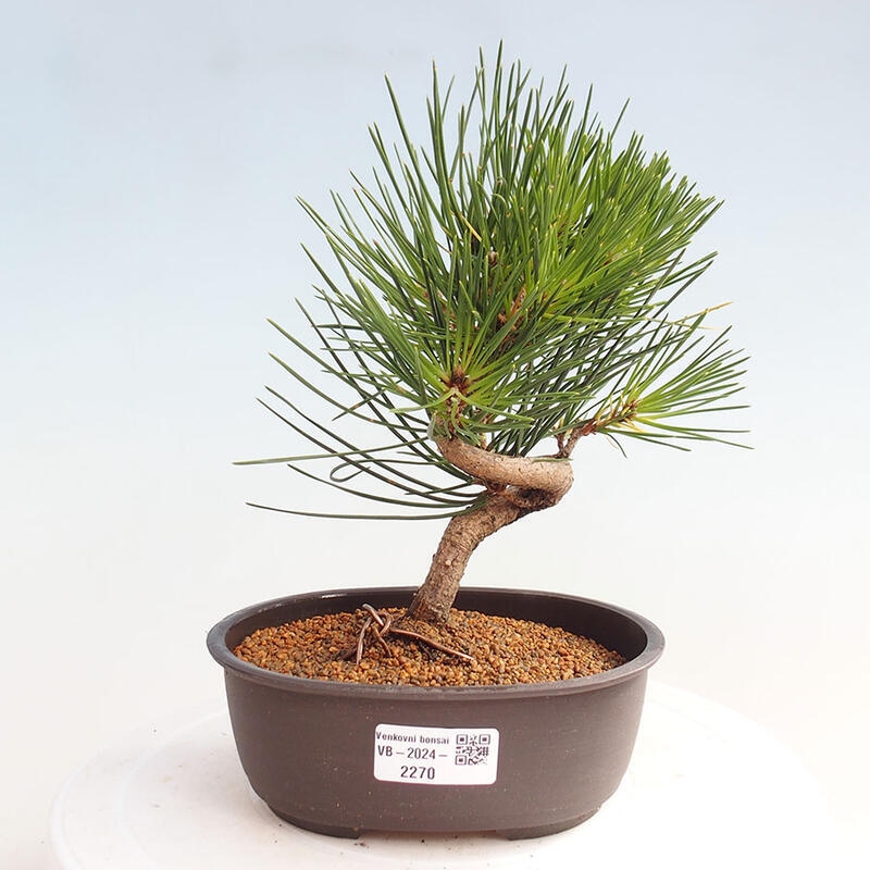 Bonsai im Freien - Pinus thunbergii - Thunbergia-Kiefer