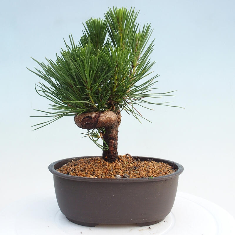 Bonsai im Freien - Pinus thunbergii - Thunbergia-Kiefer