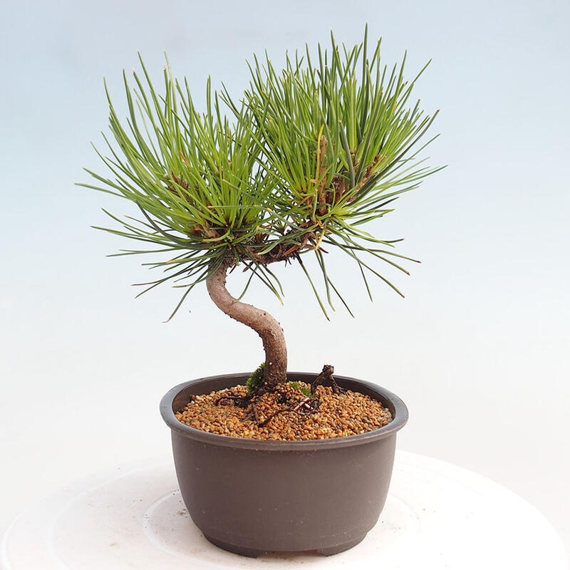 Bonsai im Freien - Pinus thunbergii - Thunbergia-Kiefer